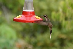 Phaethornis anthophilus