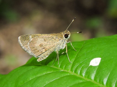 Callimormus saturnus