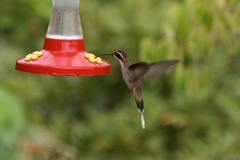 Phaethornis anthophilus