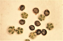 Chenopodium leptophyllum