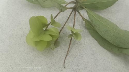 Terminalia calamansanai (Terminalia calamansanai)