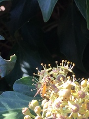 Syrphus ribesii