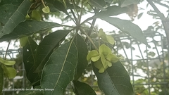 Terminalia calamansanai