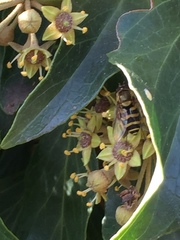 Syrphus ribesii