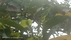 Terminalia calamansanai