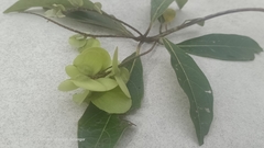 Terminalia calamansanai