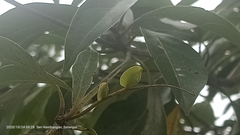 Terminalia calamansanai