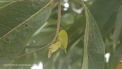 Terminalia calamansanai
