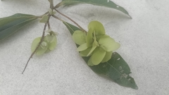 Terminalia calamansanai