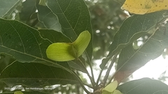 Terminalia calamansanai
