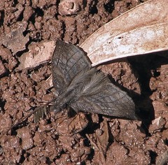 Theagenes albiplaga