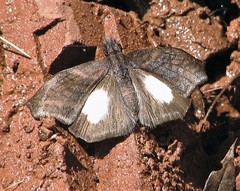 Theagenes albiplaga