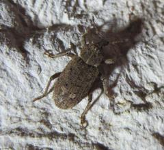 Listroderes difficilis