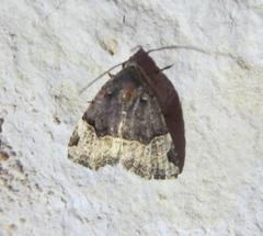 Ozarba catilina