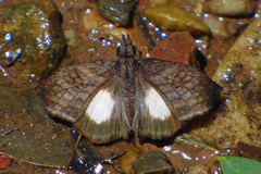 Theagenes albiplaga