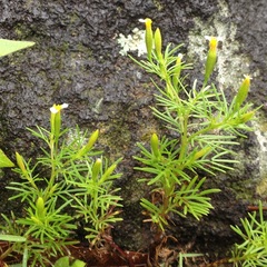 Tagetes filifolia
