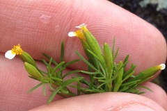 Tagetes filifolia