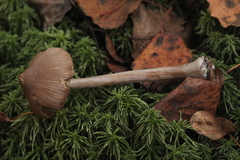 Inocybe napipes