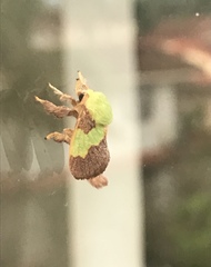 Limacodinae
