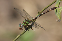 Erpetogomphus eutainia