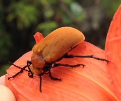 Tetraonyx frontalis
