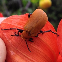 Tetraonyx frontalis