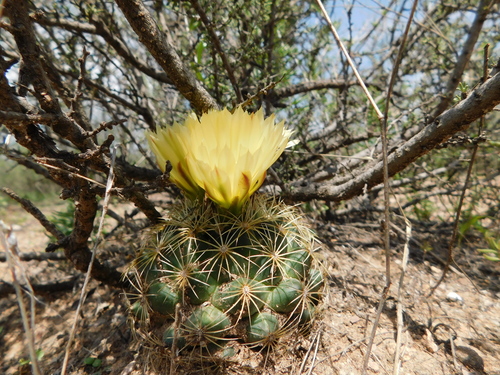 Coryphantha delaetiana