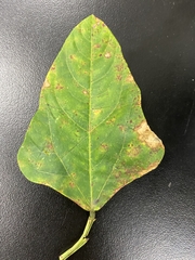 Uromyces vignae-sinensis