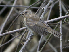 Sporophila nigricollis