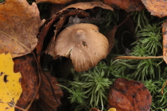 Inocybe napipes