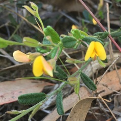 Bossiaea scortechinii