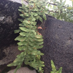 Phlebodium araneosum