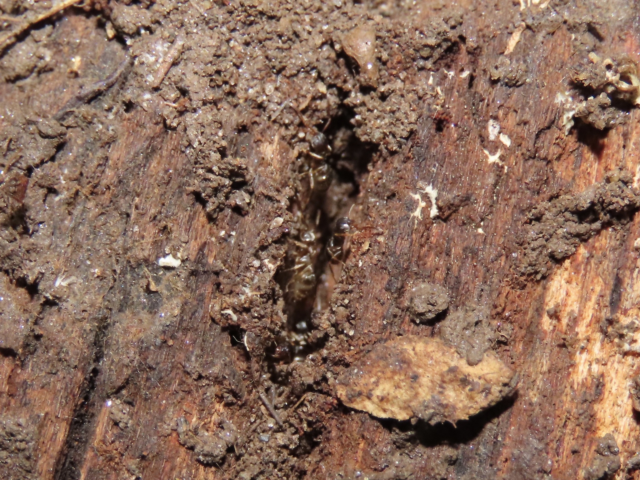 Lasius americanus