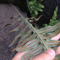 Phlebodium araneosum