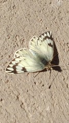 Phulia nymphula