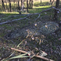 Dianella caerulea assera