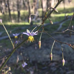 Dianella caerulea assera