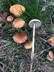 Hypholoma tuberosum