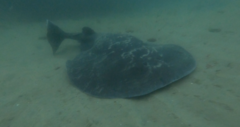 Tetronarce occidentalis