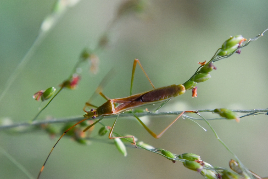 Patadi Insect Paddy Bug from 香港南丫島南丫消防局 on October 24, 2020 at 09:01 AM by Dailun Shi ...