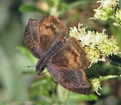 Theagenes dichrous