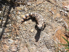 Heloderma suspectum cinctum