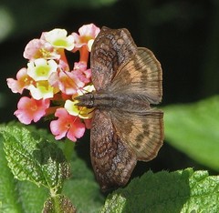 Theagenes dichrous