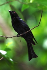 Spangled Drongo photo 3