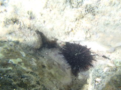 Echinodermata