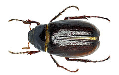 Phyllophaga marginalis
