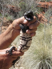 Heloderma suspectum cinctum