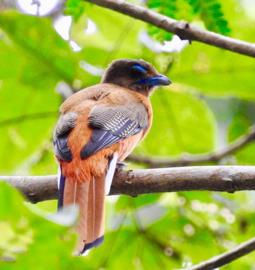 Scarlet-Rumped Trogon