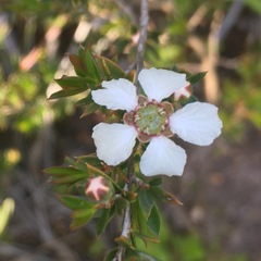 Leptospermum arachnoides
