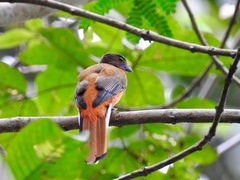 Harpactes duvaucelii